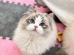 -猫十亿·布偶金渐层·曼基康矮脚猫舍(青年路店)