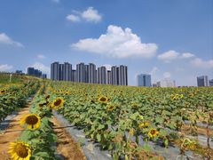 -光明小镇欢乐田园
