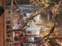 -京华烟云·北京烤鸭(领展购物广场·中关村店)