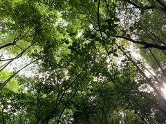 -峨眉山报国寺
