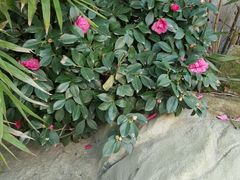 -竹吟山房