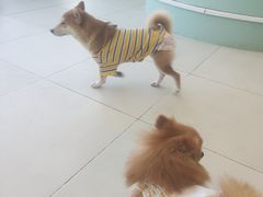 -怪兽屋·羊驼·猫咖·狗咖(俊华广场店)