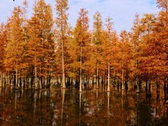 -白鹭湾湿地公园