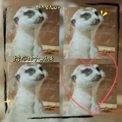 -酷嗒动物文化乐园(cutezoo西溪乐天城店)