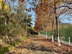 -小媳妇铁锅炖鱼(世博园店)