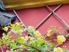 -苏州文庙(姑苏区)