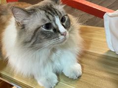 -白兔子密室(长寿路店)