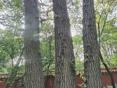 -北陵公园