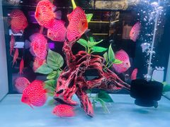 -中环花鸟鱼虫市场