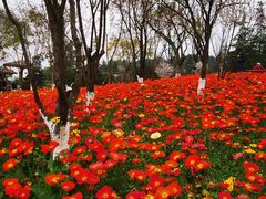 -铁山坪森林公园