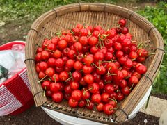 -樱桃山旅游景区