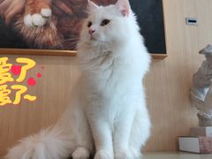 -飞行喵MR PILOT|猫舍·猫咖(静安大融城店)