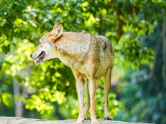 -常州淹城野生动物世界