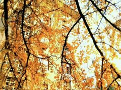 -四川大学(华西校区)