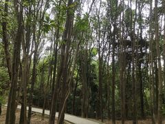 -火炉山森林公园
