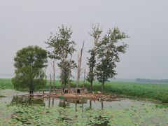 -微山湖红荷湿地景区