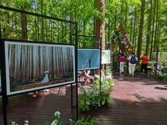 -黄海国家森林公园