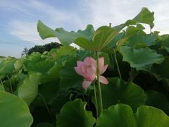 -嘉北郊野公园