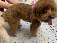 -瑞派康怡24h宠物医院·犬猫医疗中心·微创绝育(瑞景分院)