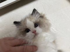 -老吴的猫·猫舍(新区店)