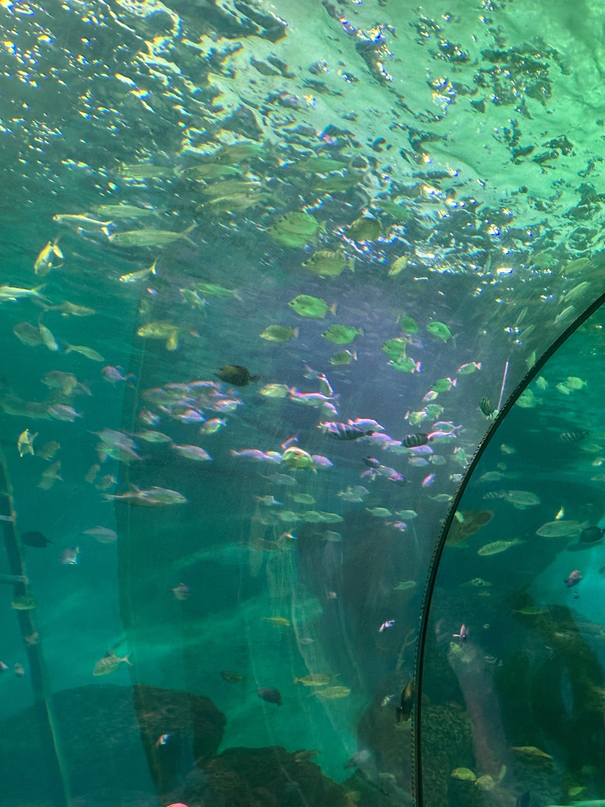 很多济南人不知道的01大明湖梦幻海底世界全攻略91