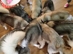 -Husky Go! 哈士奇体验馆·宠物咖啡厅狗咖