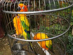 -南宫五洲植物乐园