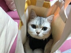 -鑫记婆婆兔·成都特产·兔头手撕兔(太古里店)