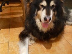 -more than meow吴止猫主题餐厅(承德 中船汇店)