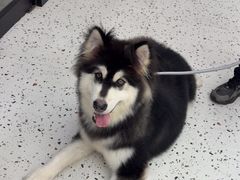 -瑞派康怡24h宠物医院·犬猫医疗中心·微创绝育(瑞景分院)