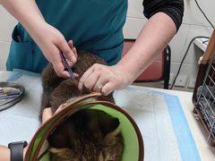 -瑞派天宁宠物医院·猫科·异宠中心