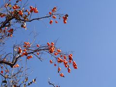 -遵化市禅林寺古银杏风景园