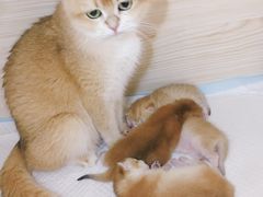-十年猫舍·猫咪专门店(普陀店)
