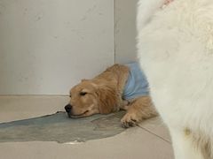 -共舞时光猫咖·狗咖(新街口店)