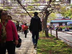 -嘉定紫藤园