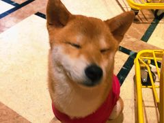 -猫色咖啡·猫咖