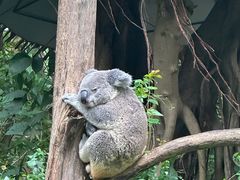 -广州长隆野生动物世界