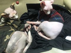 -藏猫猫咖啡主题馆(中央大道店)