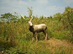 -溱湖国家湿地公园