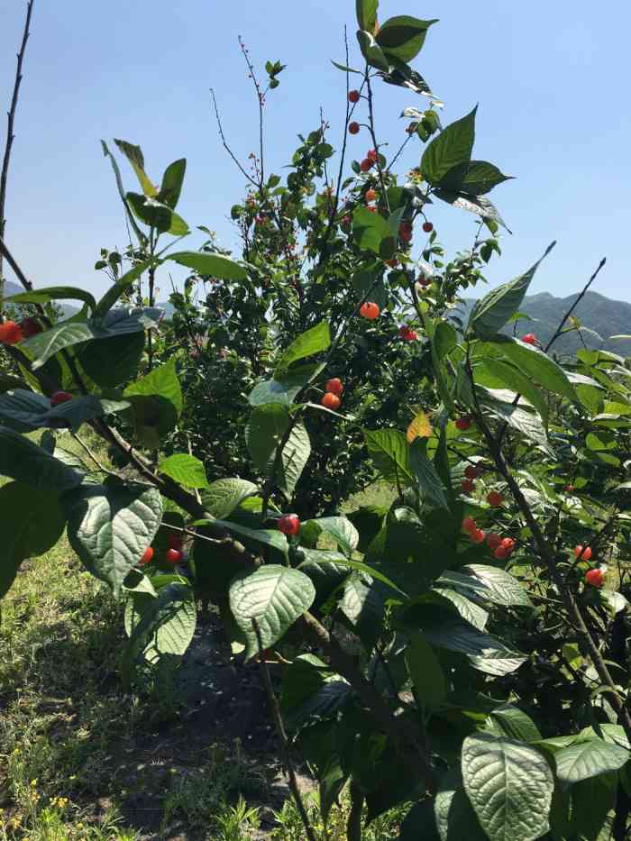 梁弄百果园舜南休闲农庄"好多年前 去梁弄摘樱桃 选的这个庄园开.