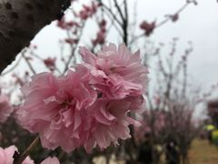 -天适樱花悠乐园