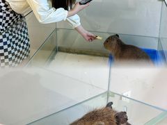 -怪兽屋·羊驼·猫咖·狗咖(俊华广场店)