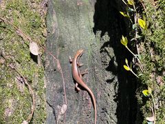-西湖风景区十里琅珰-五云山