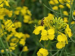 -中国天府农业博览园