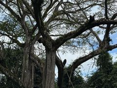 -瑞丽独树成林风景区