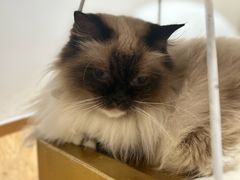 -1013 PET SHOP精品宠物商店(丁香店)