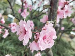 -金鸡湖桃花岛