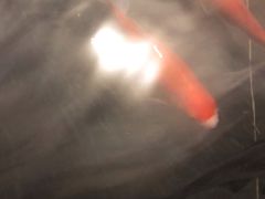 -芦月轩羊蝎子(劲松店)