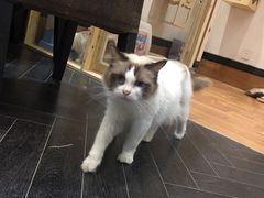 -猫色咖啡·猫咖