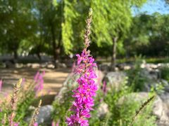 -莲花池公园